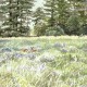 Between Breaths _Redwoods