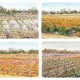 Boos Farm Landscape Painting