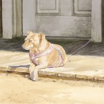 Camp Dog