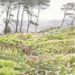 Coastal Fog