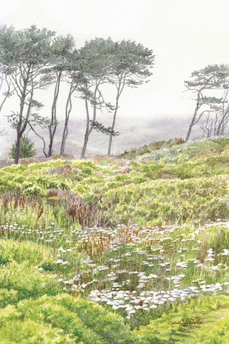 Coastal Fog