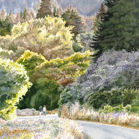 Evening at Henry Cowell S.P.