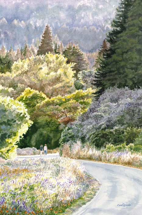 Evening at Henry Cowell State Park