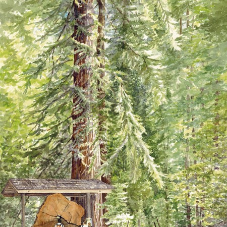 Henry Cowell Redwoods S.P.