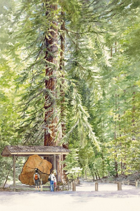 Henry Cowell Redwoods State Park