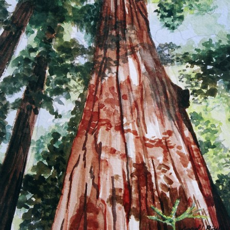 Redwood Mountains