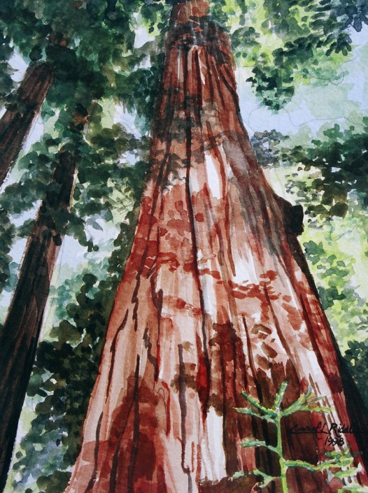 Junior - Redwood Tree, Henry Cowell