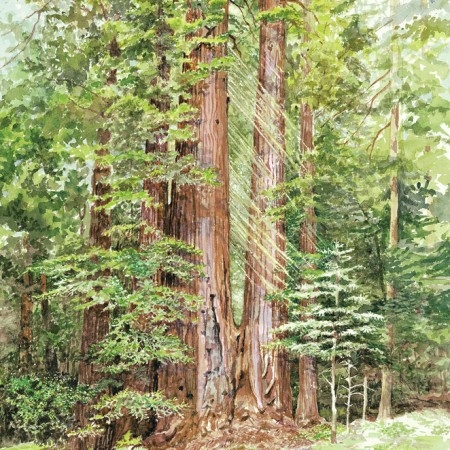 Redwood Loop #2 14" x 20" Original Watercolor (SOLD) Prints available Redwood Loop #2