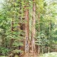 Redwood Loop #2
