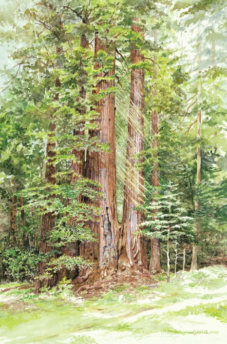 Redwood Loop Henry Cowell Redwoods