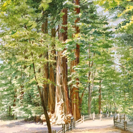 Redwood Loop Trail - Henry Cowell State Park