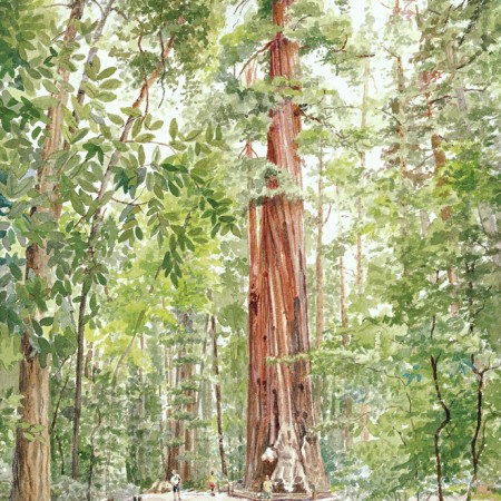 Redwood Loop #7
