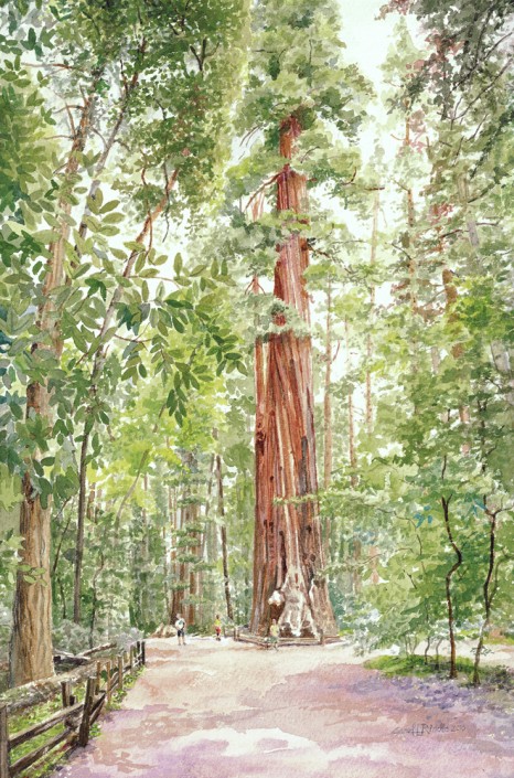 Redwood Loop Henry Cowell
