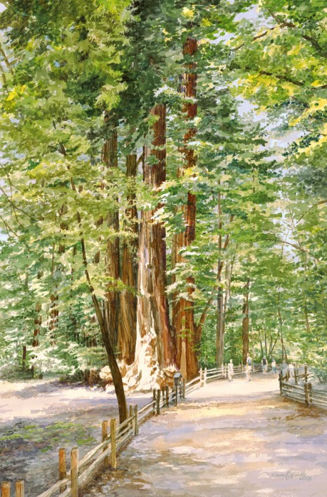 Redwood Loop Trail Henry Cowell SP