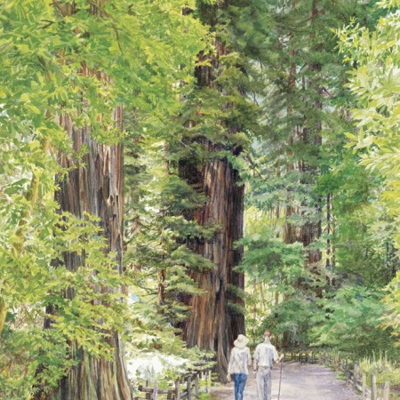 Stroll Through The Redwoods