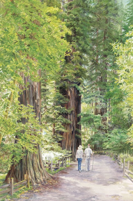 Stroll Through The Redwoods