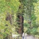 Stroll Through The Redwoods