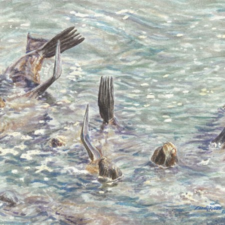 Sunbathing Sea Lions