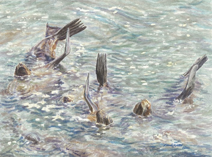 Sunbathing Sea Lions
