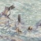 Sunbathing Sea Lions