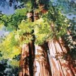 The Family of Redwoods