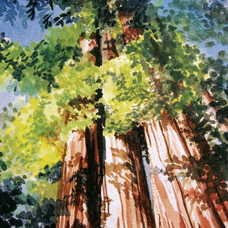 The Family of Redwoods