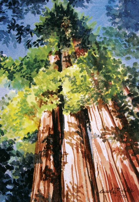 The Family of Redwoods