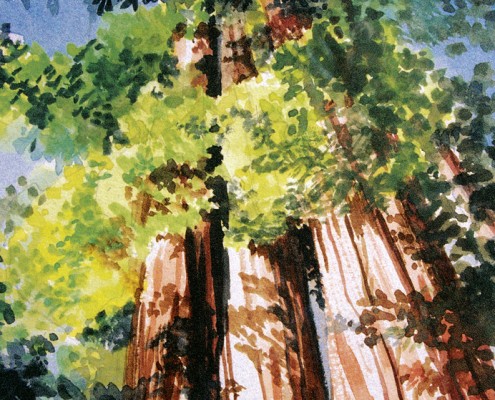 The Family of Redwoods