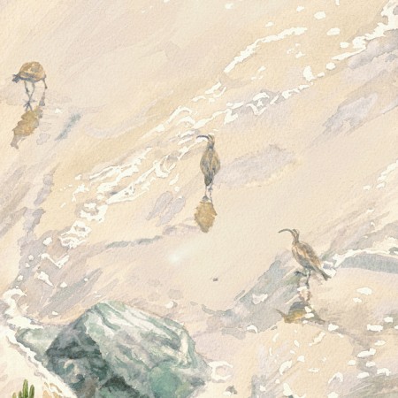 Whimbrels at Natural Bridges