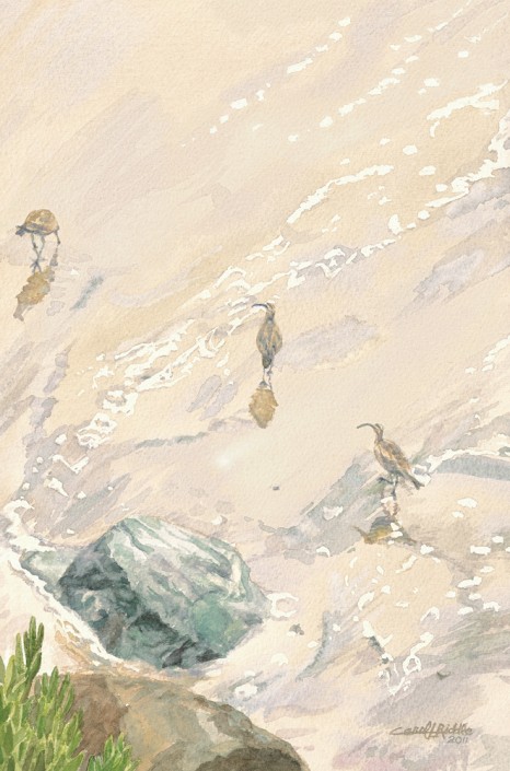 Whimbrels at Natural Bridges