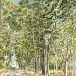 Eucalyptus Grove, UCSC Arboritum