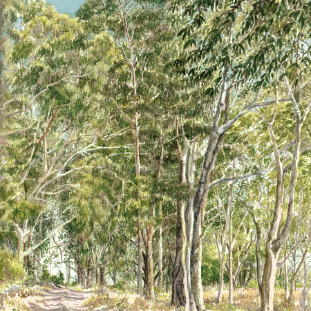 Eucalyptus Grove, UCSC Arboritum