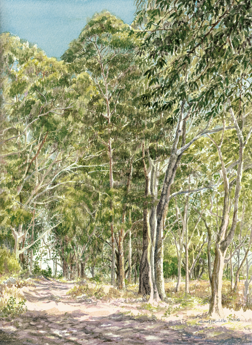 Eucalyptus Grove, UCSC Arboritum
